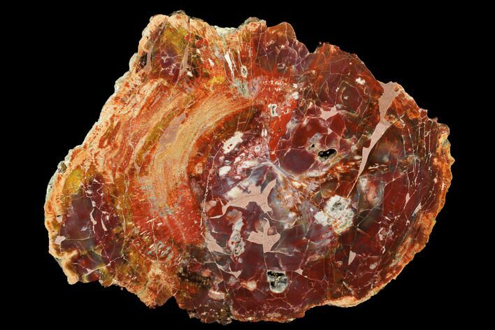 Brilliant, Petrified Wood (Araucarioxylon) Round - Arizona #184730